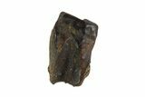 Triceratops Shed Tooth - Montana #93138-1